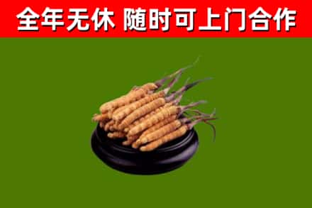 秭归回收散虫草