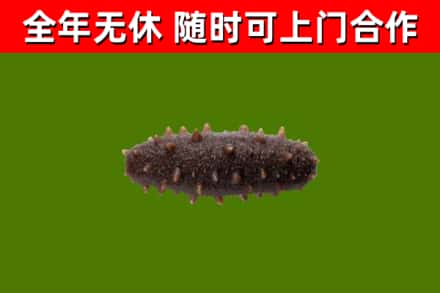 秭归回收海参干